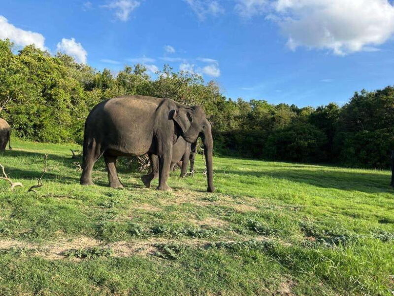 Minneriya National Park : Safari Jeep with Tickets - Exploring Minneriya National Park: A Genuine Wildlife Encounter