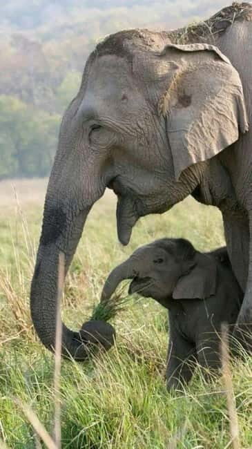Minneriya National Park Safari  See Wild Elephants Up Close - Key Points