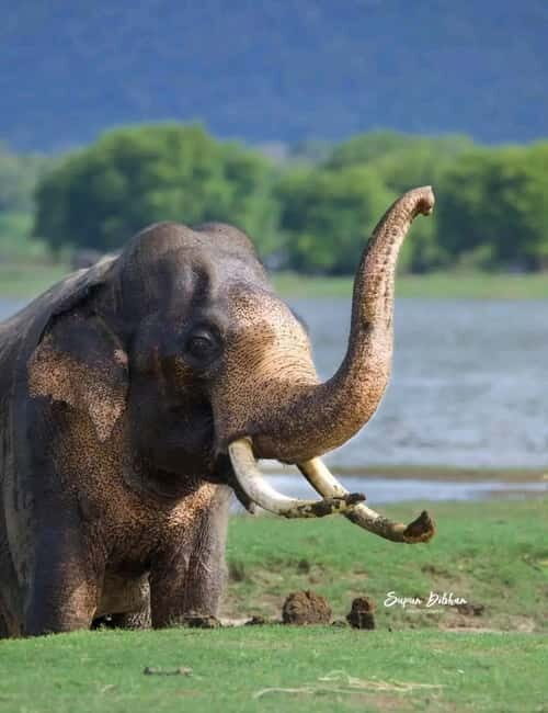 Minneriya National Park Safari  See Wild Elephants Up Close - An Authentic Elephant Encounter in Sri Lanka’s Heartland
