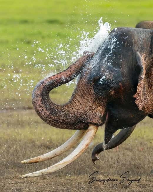 Minneriya National Park Safari  See Wild Elephants Up Close - Who Should Consider This Safari?