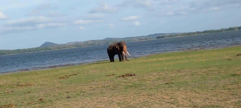 Minneriya National Park Safari - A Close Look at the Minneriya National Park Safari Experience