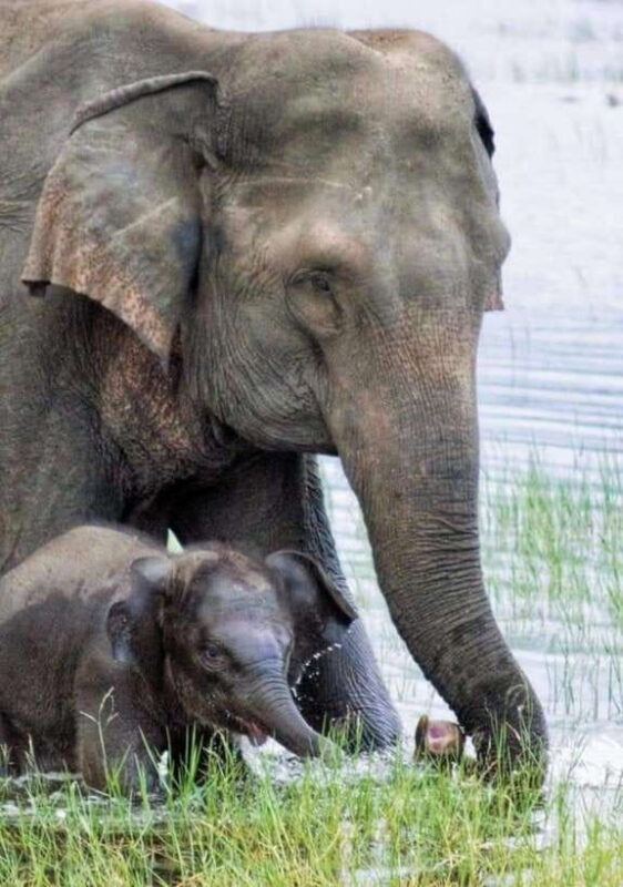 Minneriya National Park Wild Elephant Safari - The Sum Up