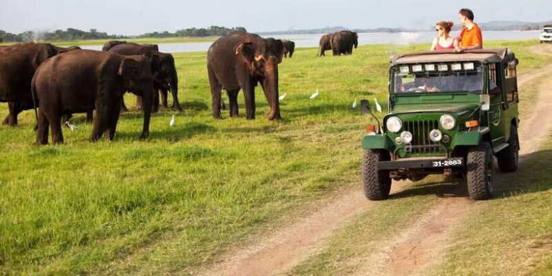 Minneriya: Private Jeep Safari From Trincomalee - Who Will Love This Experience?