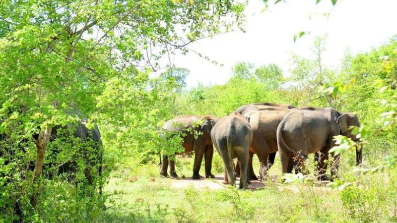 Minneriya Safari Park Private Tour From Habarana/Sigiriya - Why Choose This Tour?