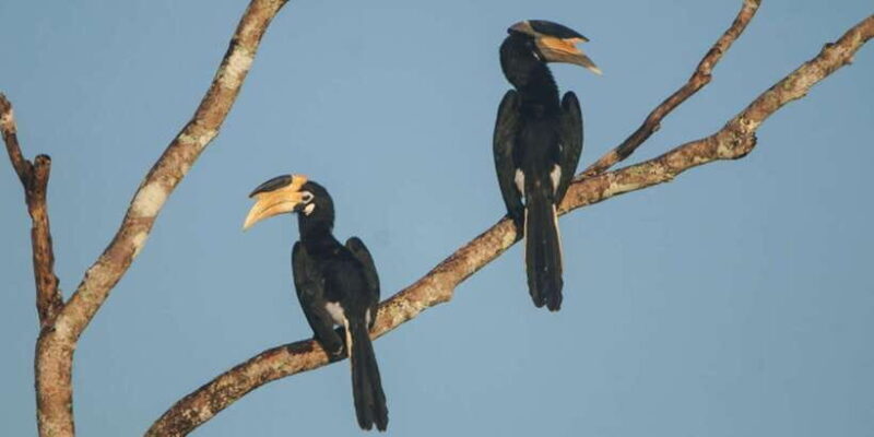 Minneriya:Jeep Safari From Kandy - FAQs