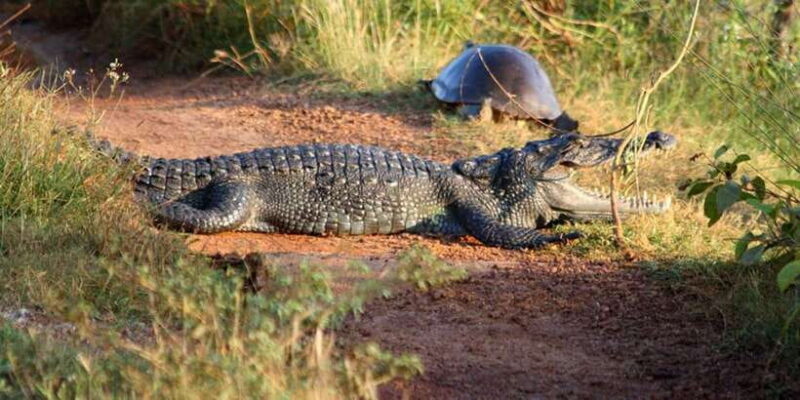 Minneriya:Jeep Safari From Sigiriya - The Practical Side: What’s Included and What’s Not