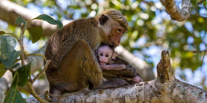 Minneriya:Jeep Safari From Sigiriya - Who Will Love This Tour?