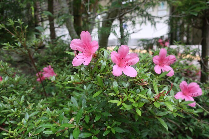 Minoh Waterfall and nature walk through the Minoh Park - Final Thoughts