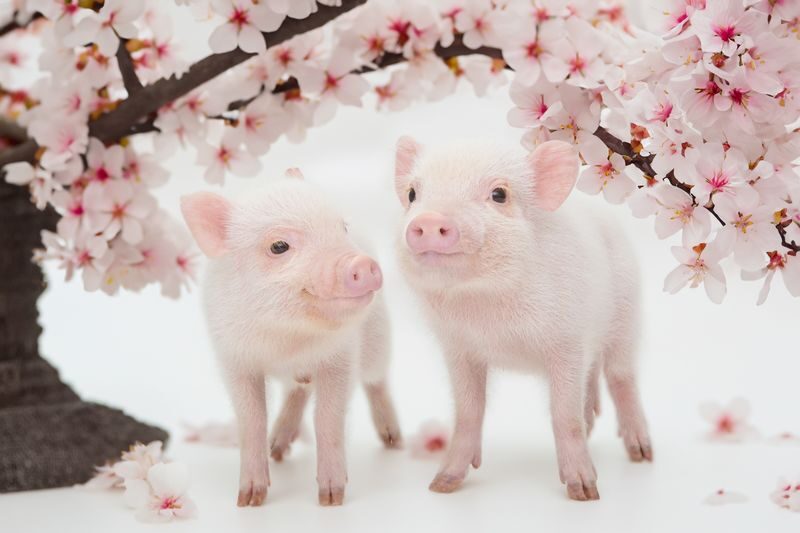 Mipig, a café where you can interact with micro pigs (Harajuku Takeshita Street branch) - A Different Kind of Harajuku Stop