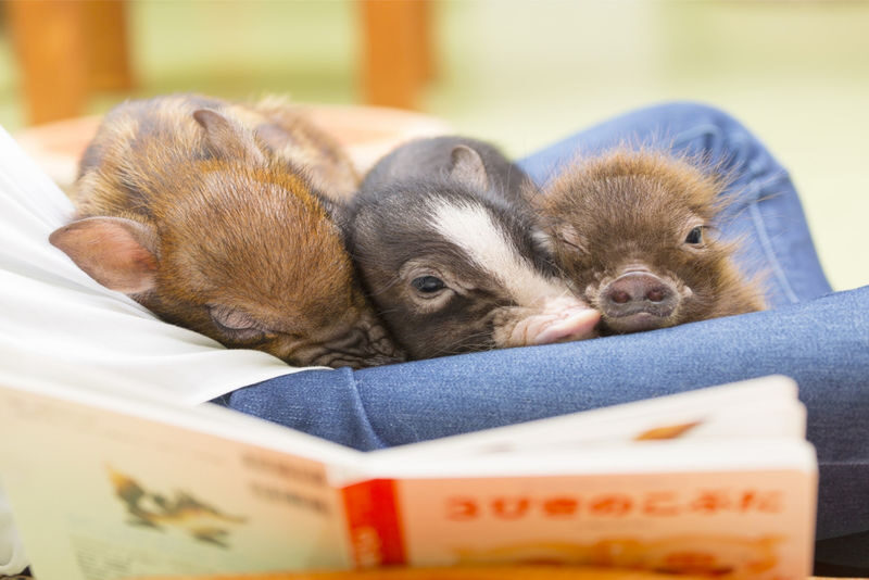 Mipig, a café where you can interact with micro pigs (Harajuku Takeshita Street branch) - The Pigs, the Photos, and the Real Animal-Cafe Mood