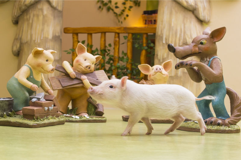 Mipig, a café where you can interact with micro pigs (Harajuku Takeshita Street branch) - Is the Price Worth It?