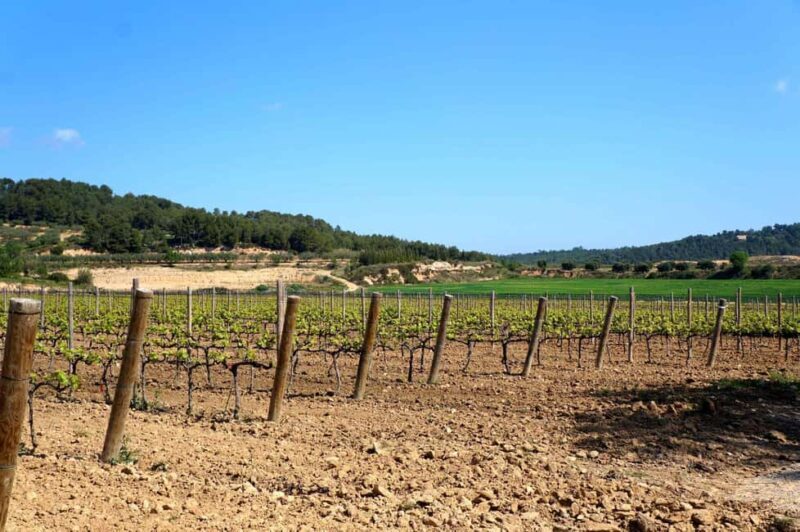 Miquel Jané Winery: tour with audio guide - A Detailed Look at the Miquel Jané Winery Audio-Guided Tour