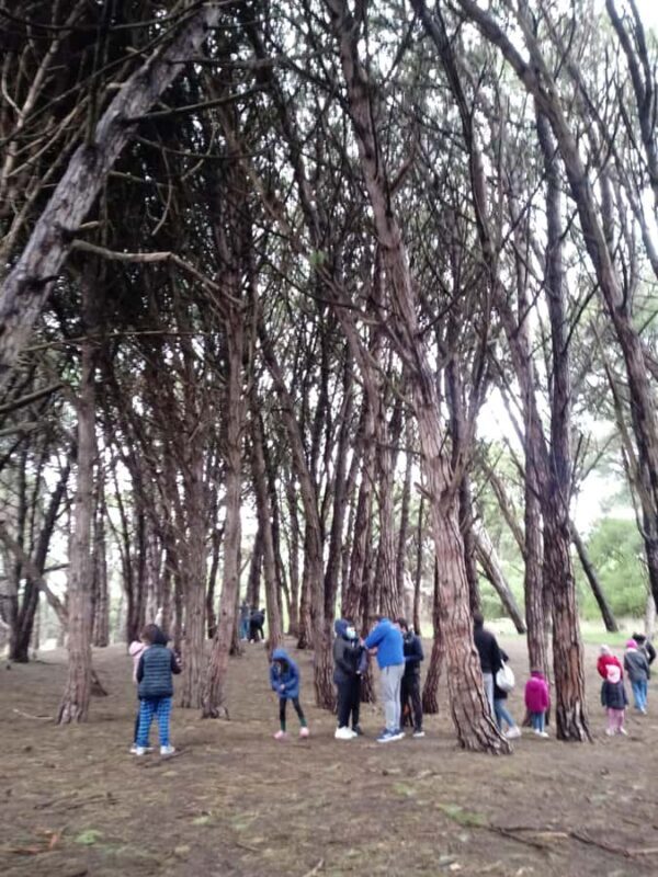 Miramar Energetic Forest: a mystical visit - Miramar Energetic Forest: a mystical visit