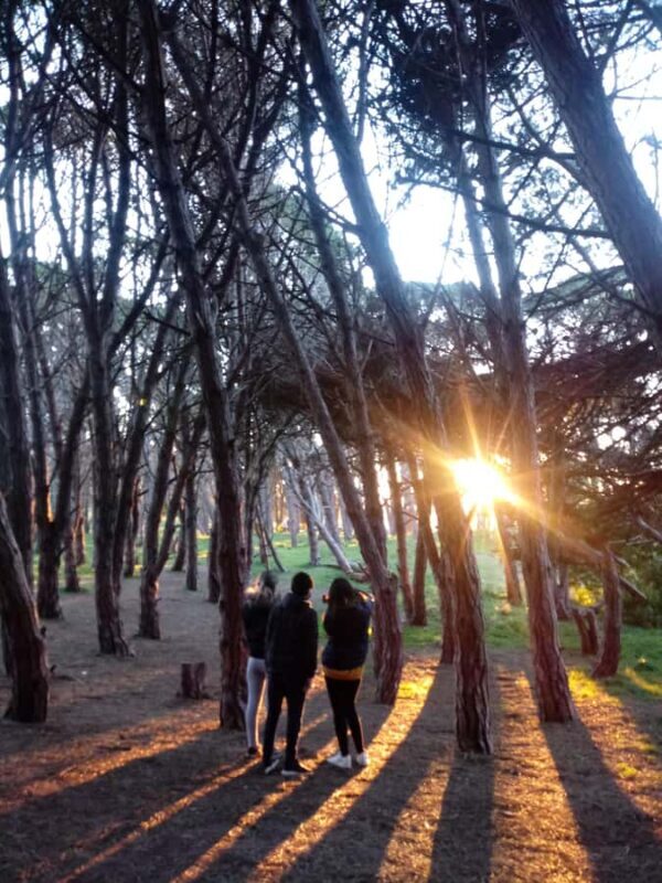 Miramar Energetic Forest: a mystical visit - Key Points