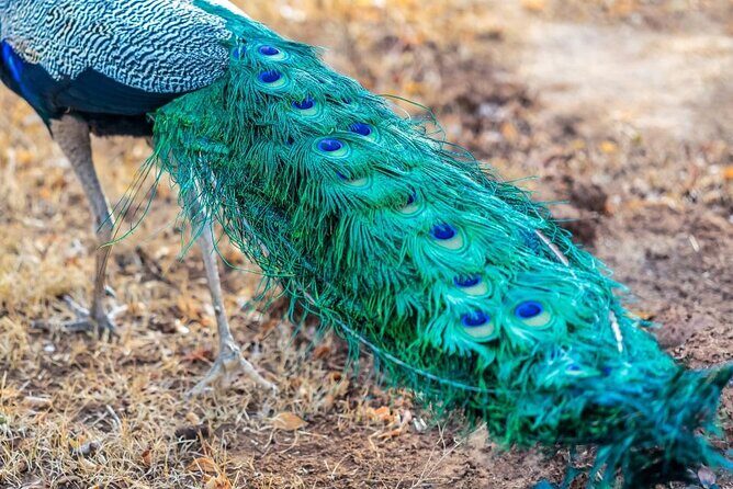 Mirissa , Galle , Bentota to Udawalawe National Park Day Tour - An In-Depth Look at the Udawalawe Day Safari