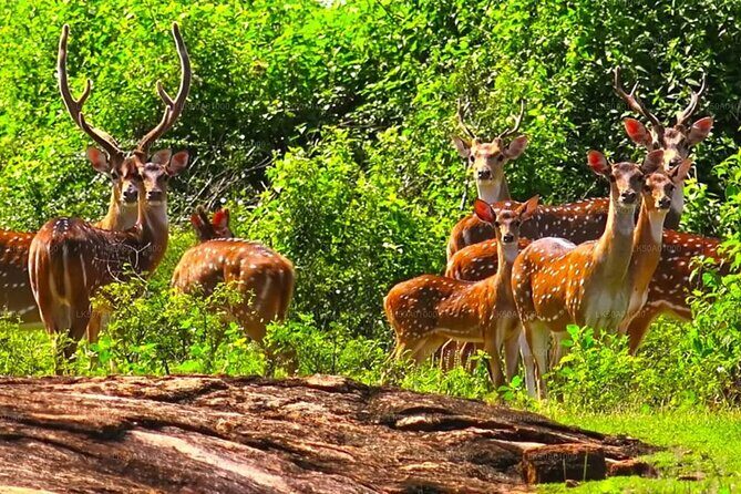 Mirissa , Galle , Bentota to Udawalawe National Park Day Tour - FAQ