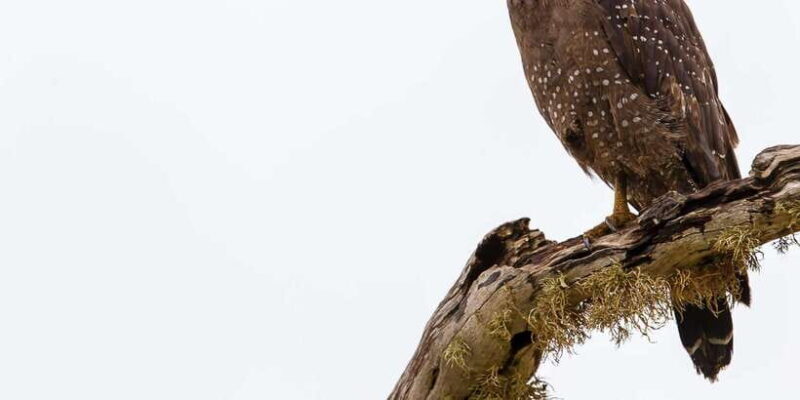 Mirissa/Galle/Hikkaduwa: Transfer to Ella & Udawalawa Safari - FAQ