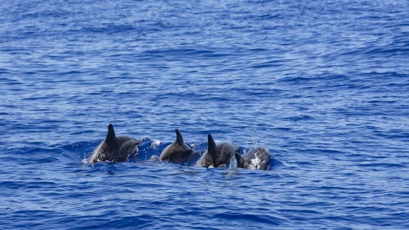 Mirissa: Luxury Sailing Boat Dolphin and Whale Watching - An In-Depth Look at the Luxury Sailing Experience in Mirissa