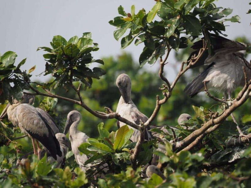 Mirissa: Nilwala River Bird Watching and Crocodile Tour - A Quick Look at the Experience