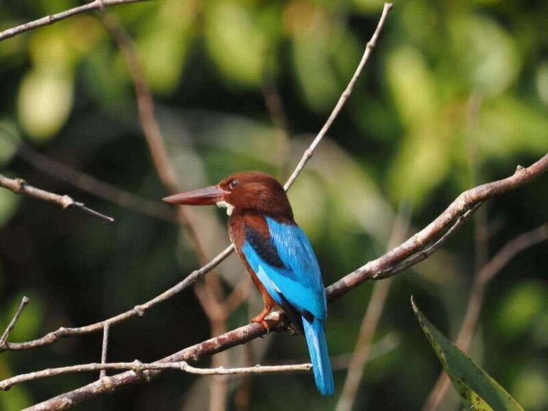 Mirissa: Nilwala River Bird Watching and Crocodile Tour - The Itinerary and What to Expect