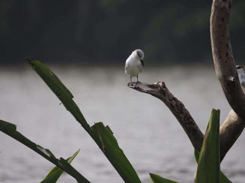 Mirissa: Nilwala River Bird Watching and Crocodile Tour - Practical Details and Logistical Considerations