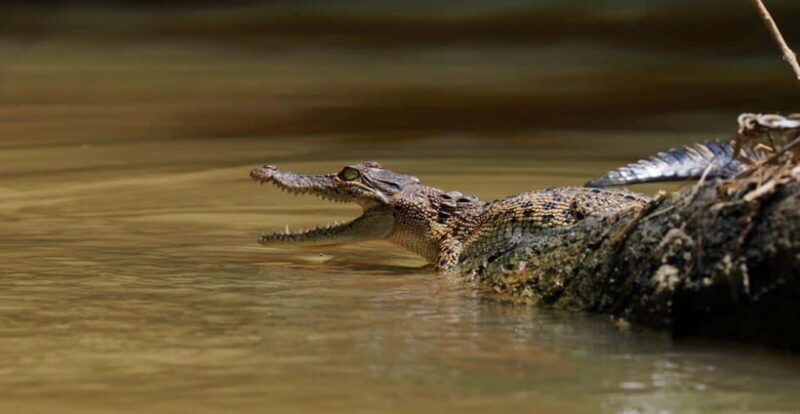 Mirissa: Nilwala River Bird Watching and Crocodile Tour - Who Will Appreciate This Tour?