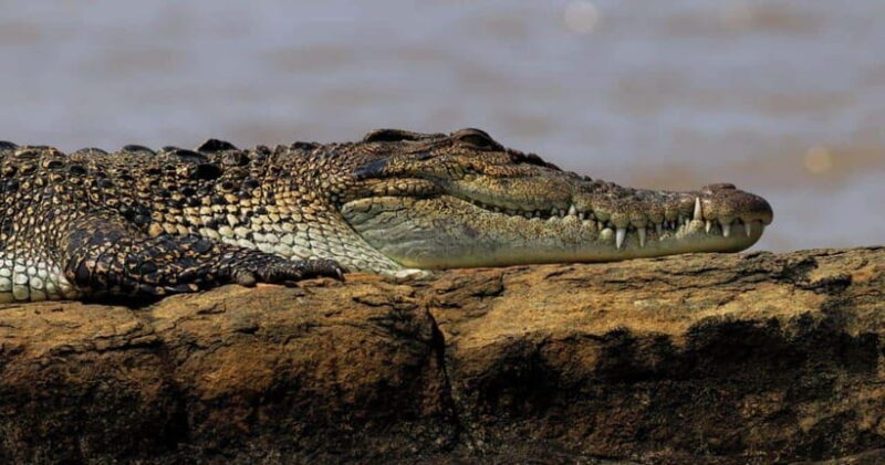 Mirissa: Nilwala River Bird Watching and Crocodile Tour - Final Thoughts: Who Should Consider This Tour?