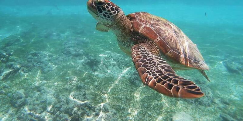 Mirissa: Snorkeling Experience with Turtles - Key Points
