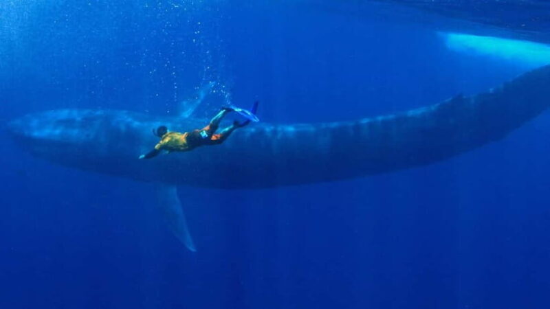 Mirissa: Snorkelling with Whales and Marine Life - Key Points
