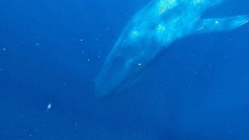 Mirissa: Snorkelling with Whales and Marine Life - Why This Tour Stands Out