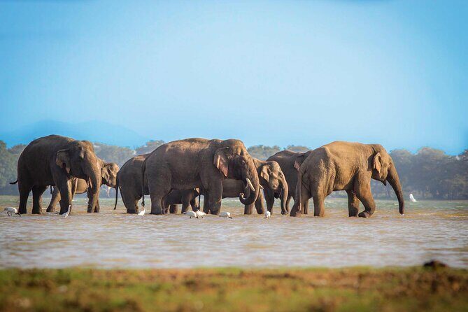 Mirissa to Ella Shuttle & Safari Drive (Breakfast included) - Why This Tour Stands Out