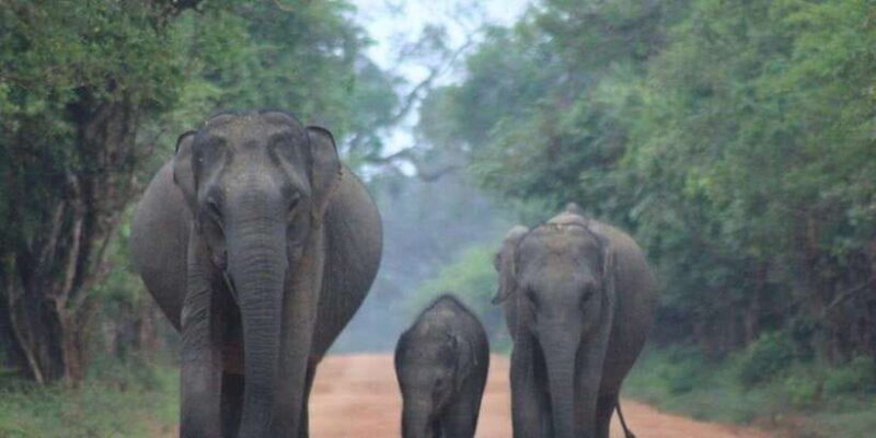 Mirissa: Udawalawe & YALA Safaris + lunch, Drop off: Ella - An In-Depth Look at the Mirissa: Udawalawe & YALA Safaris + Lunch, Drop off in Ella