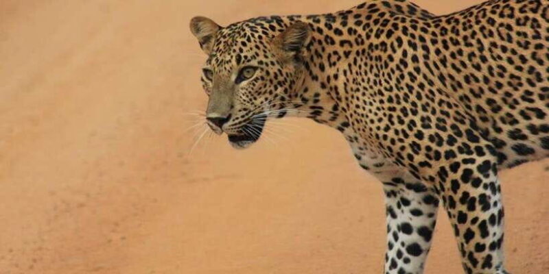 Mirissa: Udawalawe & YALA Safaris + lunch, Drop off: Ella - Final Thoughts: Is This Tour for You?