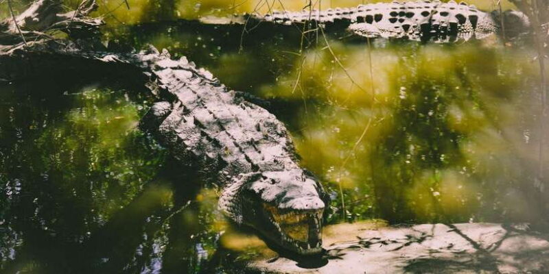 Mirissa: Udawalawe & YALA Safaris + lunch, Drop off: Ella - Frequently Asked Questions