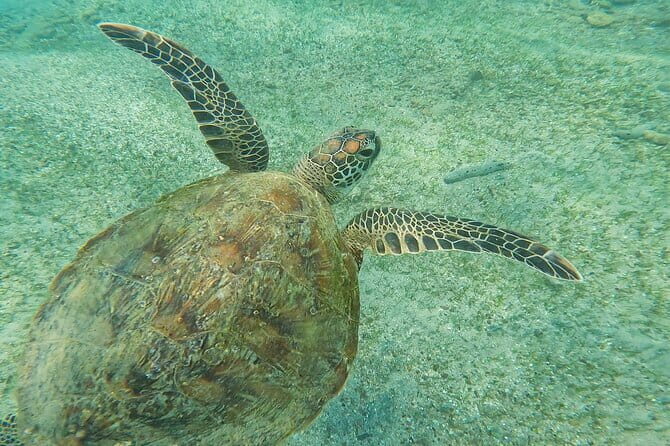 Mirissa Unforgettable Snorkeling Experience with Turtles - Who Should Consider This Tour?