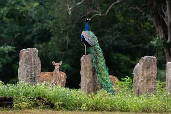 Mirissa, Weligama, Ahangama Transfer to Ella and Udawalawa Safari - Why This Tour Is Worth It