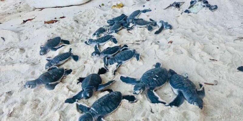 Mirissa/Weligama/Galle: Galle & Bentota Coastal Day Tour - Experience the Best of Sri Lanka’s South Coast with the Galle & Bentota Coastal Day Tour