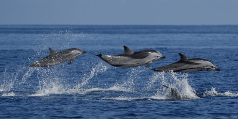 Mirissa: Whale & Dolphin Sightseeing Cruise - Mirissa: Whale & Dolphin Sightseeing Cruise — An Authentic Ocean Adventure