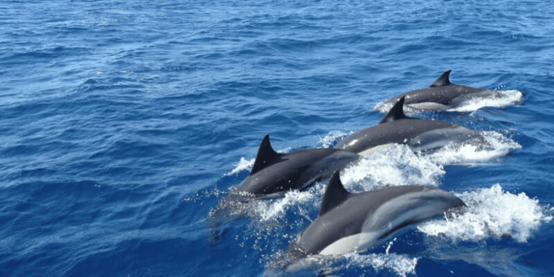 Mirissa: Whale & Dolphin Sightseeing Cruise - Key Points
