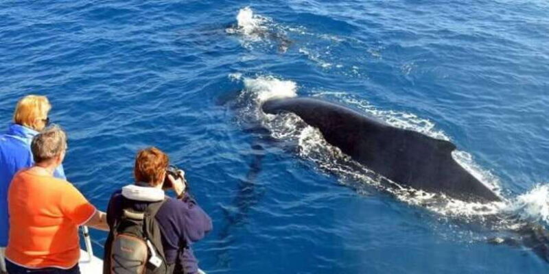 Mirissa: Whale & Dolphin Sightseeing Cruise - Who Should Consider This Tour?