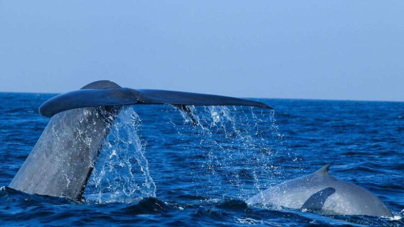 Mirissa: Whale & dolphin Watching Boat Tour with Breakfast - Who Will Love This Tour?