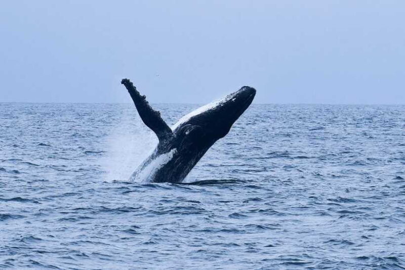 Mirissa: Whale & dolphin Watching Boat Tour with Breakfast - How Does It Compare?