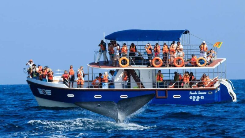 Mirissa: Whale & Dolphin Watching Trip with Private Transfer - A Thorough Look at the Experience