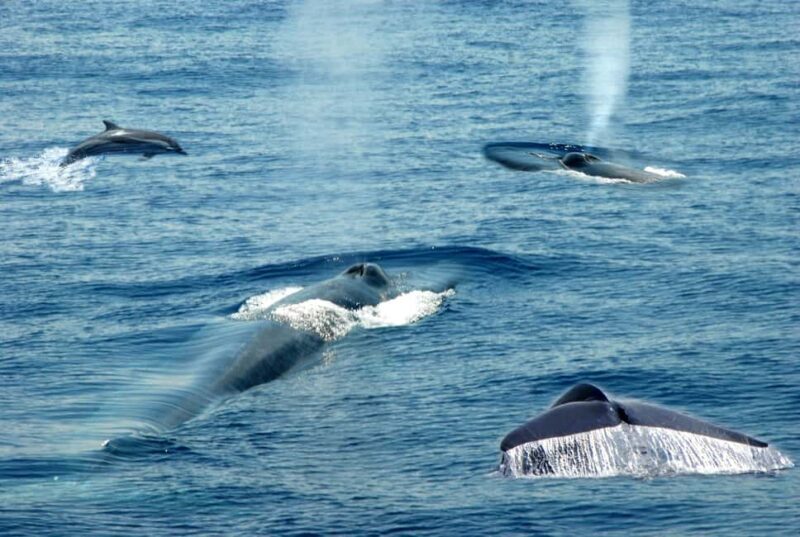 Mirissa: Whale & Dolphin Watching Trip with Private Transfer - Who Will Enjoy This Tour?
