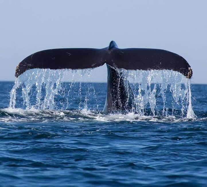 Mirissa: Whale Watching Tour - Why This Tour Offers Great Value