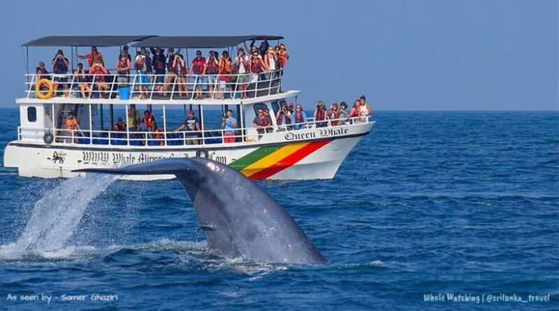 Mirissa: Whale Watching Tour - Final Thoughts