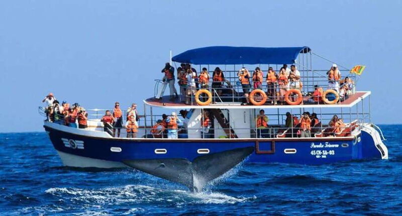 Mirissa Whale Watching, Tour A Once-in-a-Lifetime Experience - An Authentic Look at Mirissa Whale Watching