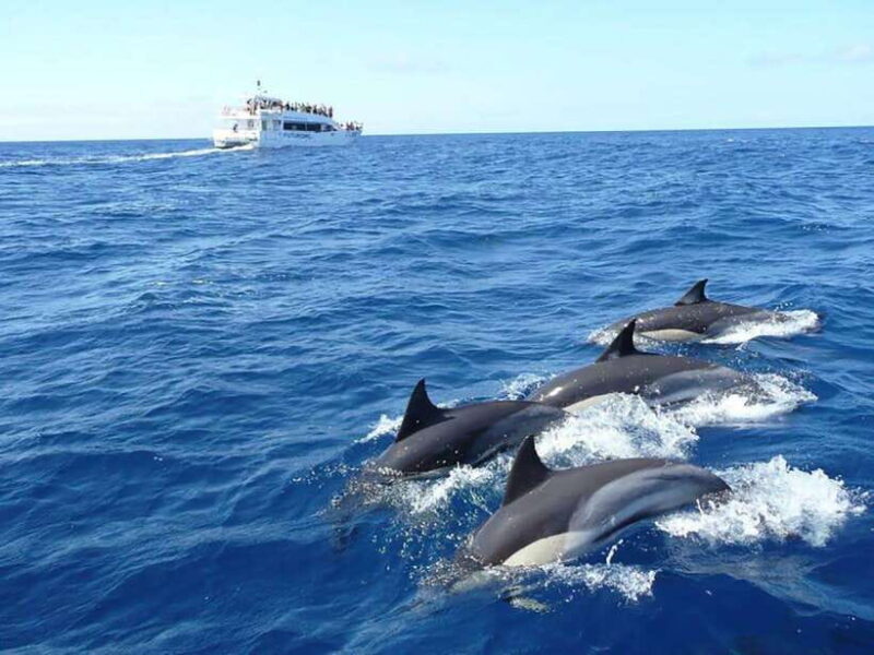 Mirissa Whale Watching, Tour A Once-in-a-Lifetime Experience - What to Expect on Your Whale-Watching Trip