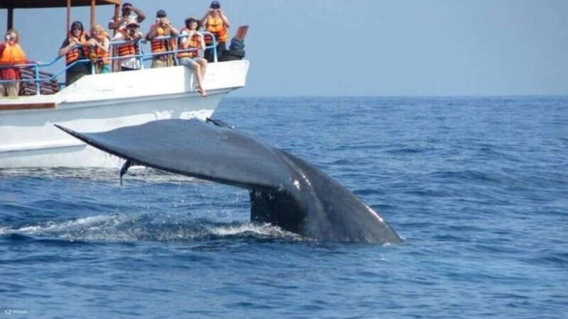 Mirissa: Whale Watching Tour From Colombo or Negombo - Key Points