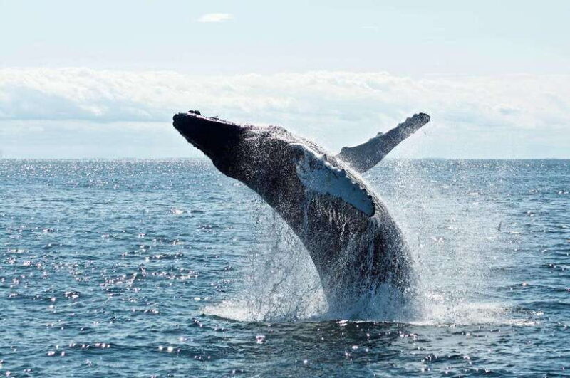 Mirissa: Whale Watching Tour From Colombo or Negombo - An In-Depth Look at the Whale Watching Experience in Mirissa